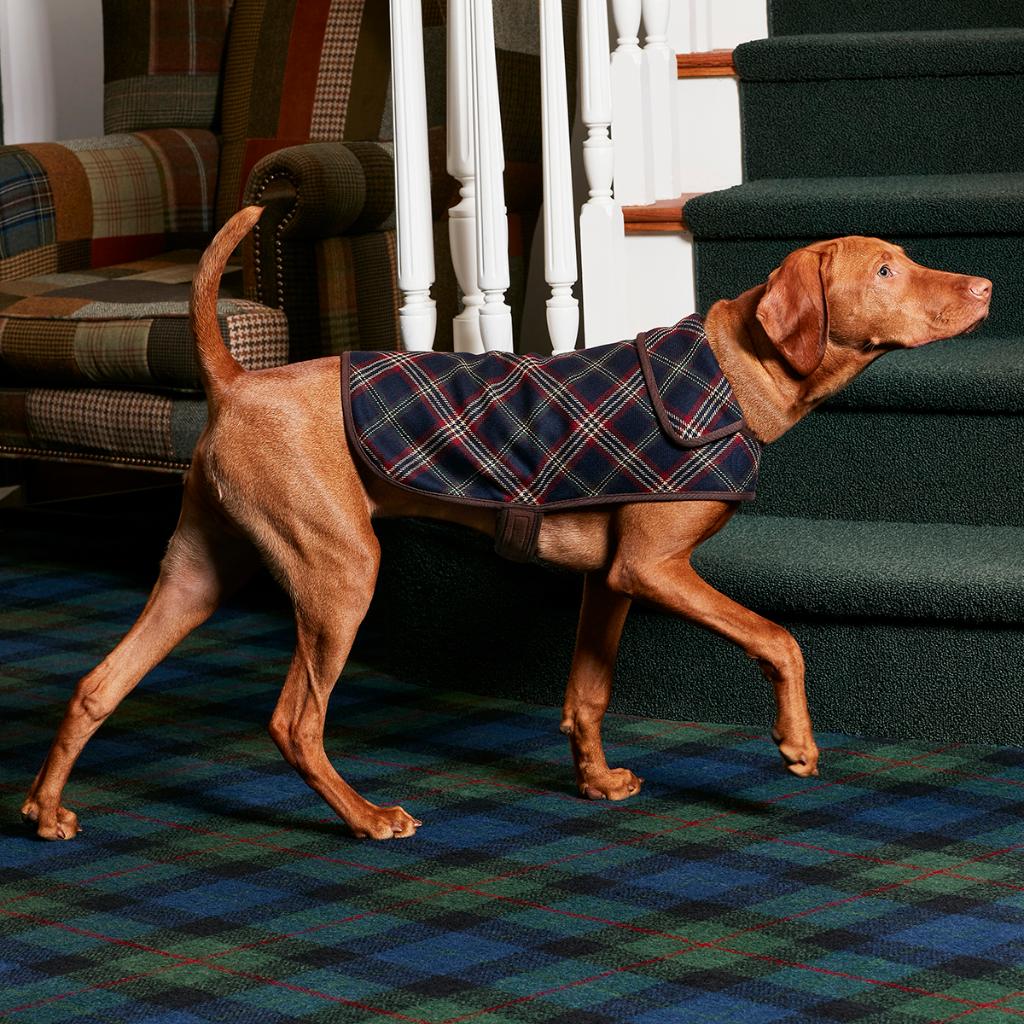 We Presume this dog Seems dapper in sheep&clothing https://t.co/T2JkOuskkb https://t.co/HuJUXH0ApE