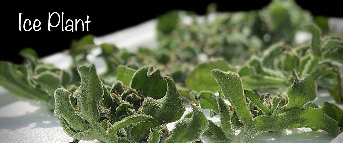 While the weather is beachside #iceplant for #menus #Chefs quality is totally on point <a href="/OutbackPride/">Outback Pride</a>