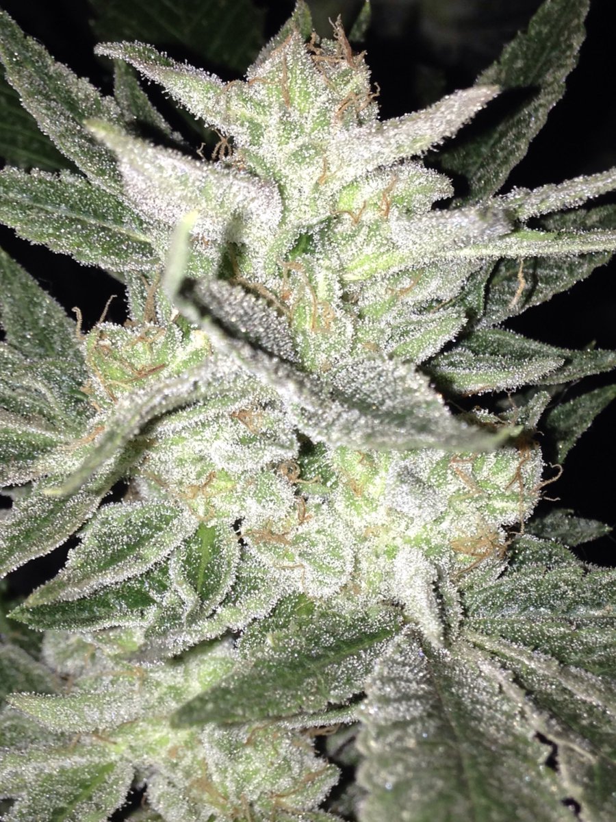 SkunkbeardGenet's tweet photo. Close ups of the #Jesusog from #TGA genetics and #Subcool looking close to getting ready! #skunkbeardgenetics https://t.co/GlUyK84TAS