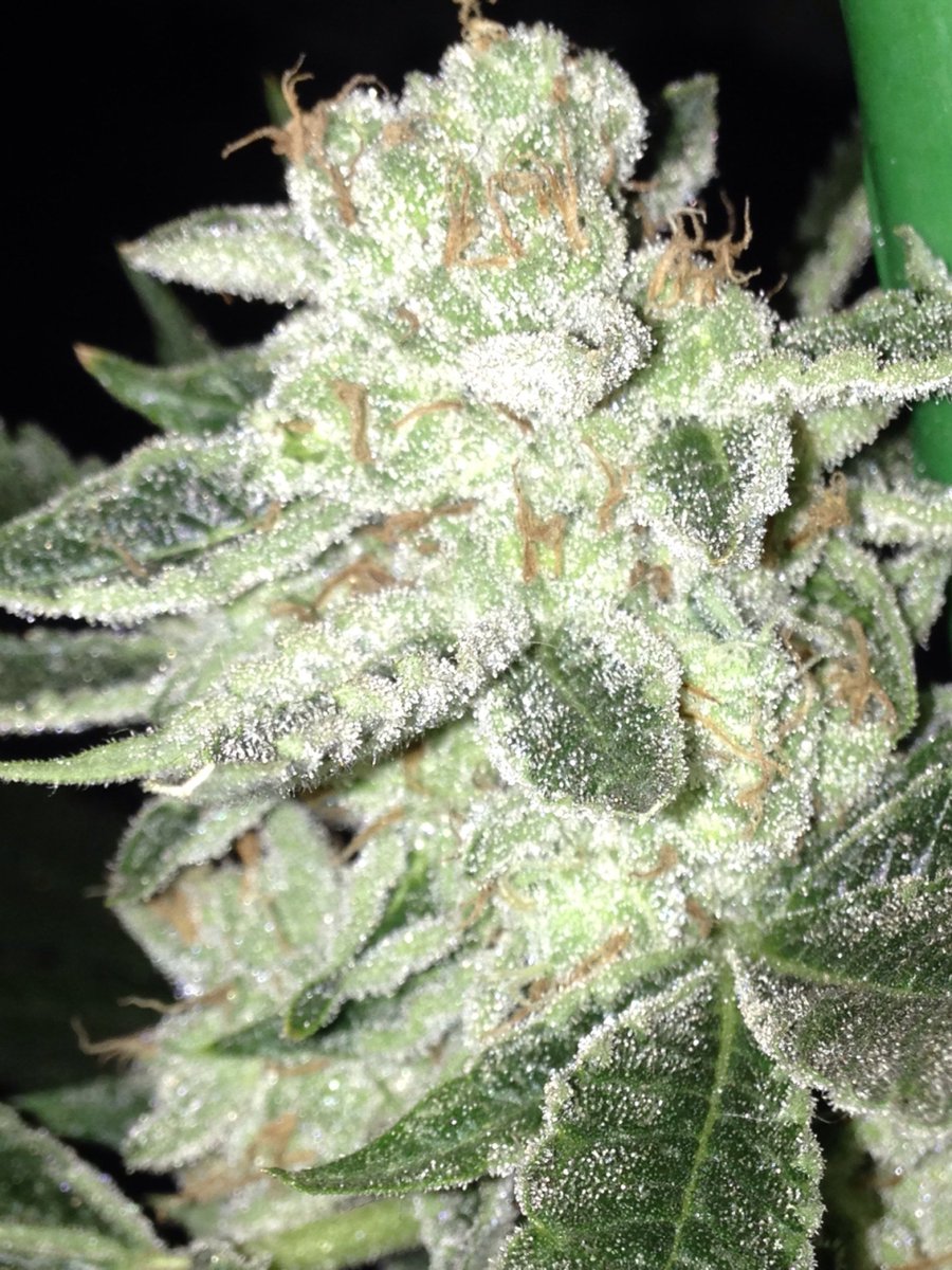 SkunkbeardGenet's tweet photo. Close ups of the #Jesusog from #TGA genetics and #Subcool looking close to getting ready! #skunkbeardgenetics https://t.co/GlUyK84TAS