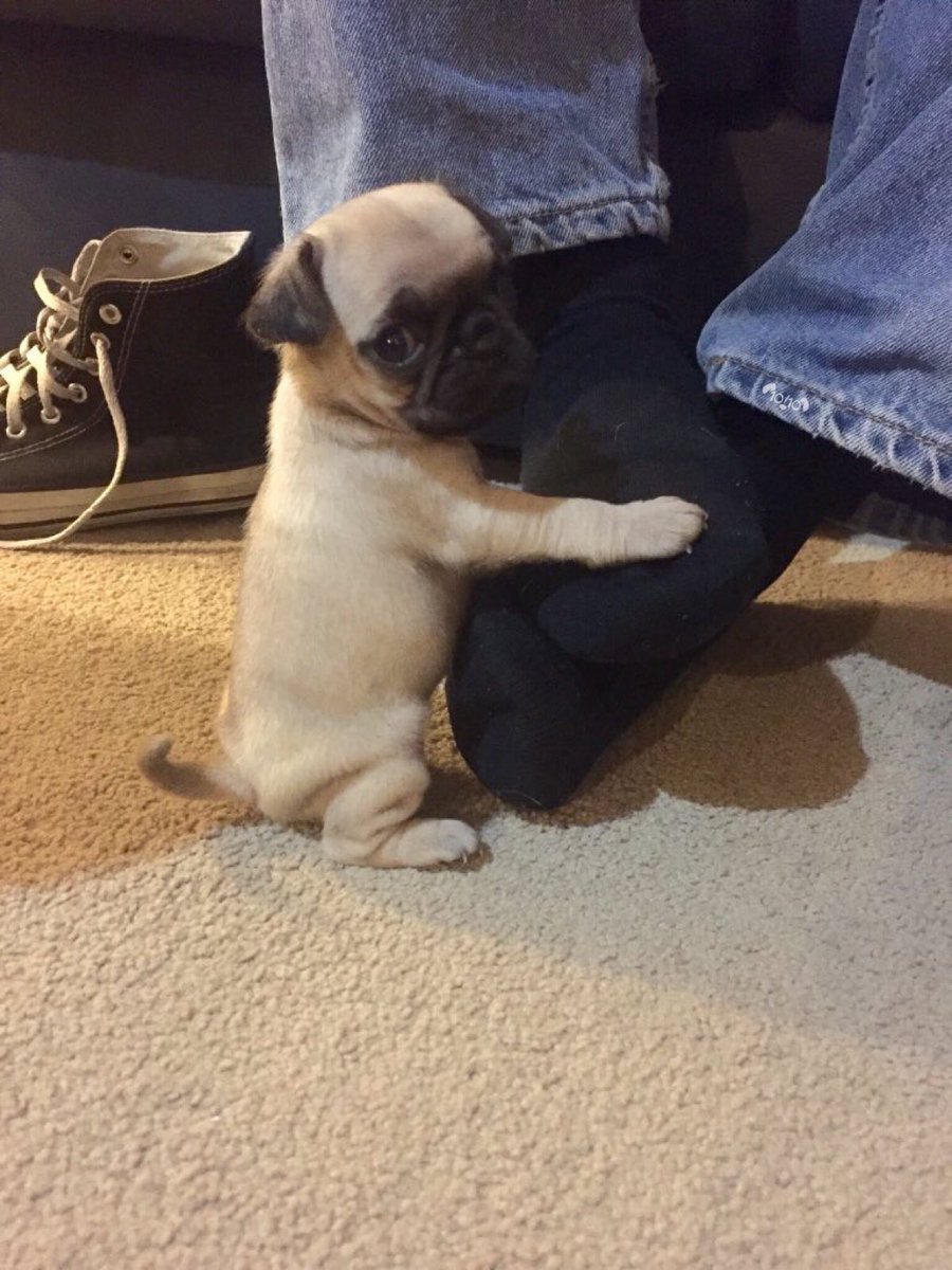 dog_rates's tweet image. This is Luna. She wants you to know she’s actually very tough. Only uses her human’s feet for comfort in the scariest of circumstances. 12/10