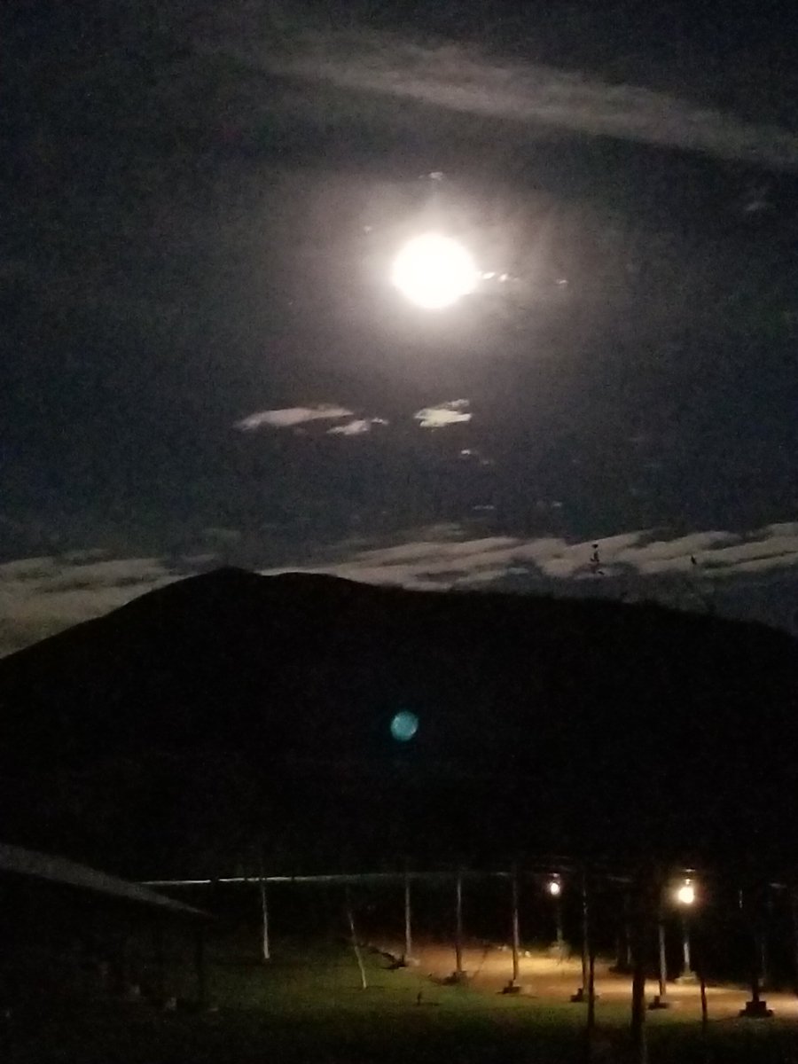 Theresa Ryan tweet media