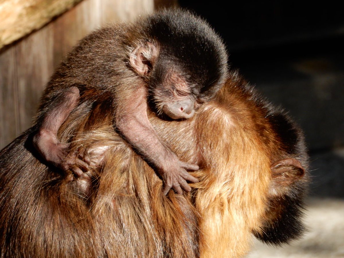 千葉市動物公園 公式 No Twitter フサオマキザルの赤ちゃん アップで撮れました 普通サルはおなかに赤ちゃんを抱きますが フサオマキザルは背中に背負います 飼一 Chibazoo
