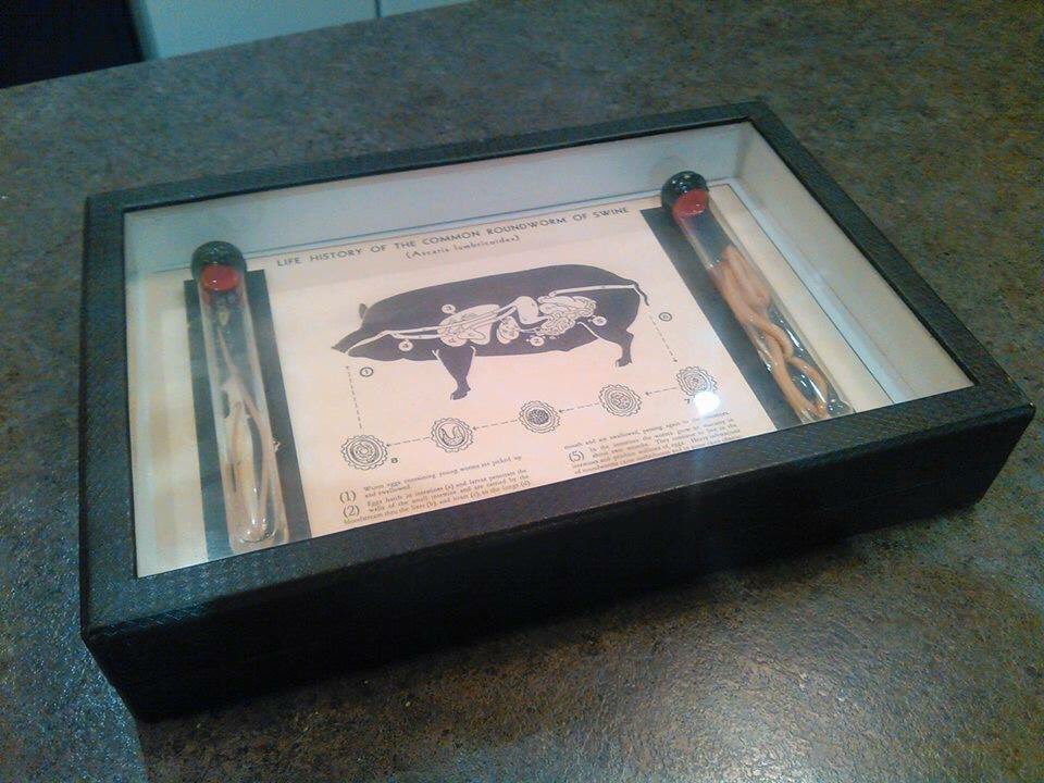 sky_lepidus's tweet image. Turns out replacing these 85yo glass specimen tubes is harder than it was to clean the 85yo formalin off my bed after they broke and I spilled it. 🤷‍♀️#biologistproblems #biologistsareweird