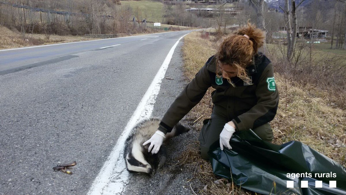 agentsruralscat's tweet photo. L'atropellament és una de les causes comunes de mortaldat dels #teixons. A l'#AltaRibagorça #AgentsRurals recullen dos teixons atropellats en tres dies #fauna 1/2 https://t.co/sK14S3vF8v