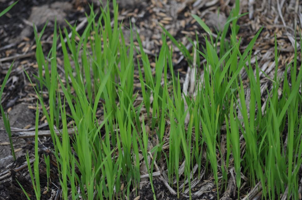 RMGcommodities's tweet photo. Ghana has the potential of cultivating rice all year round. Smallholder farmers from @COPAConnect_ are planting rice to provide quality #Aduanehene on the market. #CitiCBS #MorningStarr #JoySMS https://t.co/NFeECep6mQ