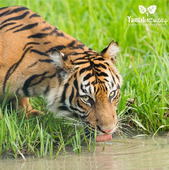 TamblingID's tweet photo. Enjoy today 🐅 #savetigers #bigcat #tamblingwildlifenatureconservation #konservasi #2018 https://t.co/alzh1s9nqt