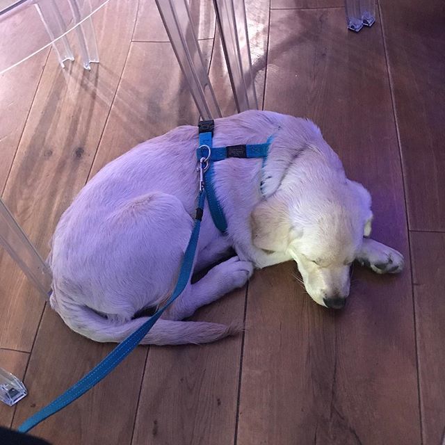 elisadalbosco's tweet photo. Jack è molto interessato al Seminario :) #puppy #quiet #relax #peace #silence #class #labrador #Milano At #JobFarm #Samsung #District #Garibaldi https://t.co/I45JYxcA0S https://t.co/7BsVifU008