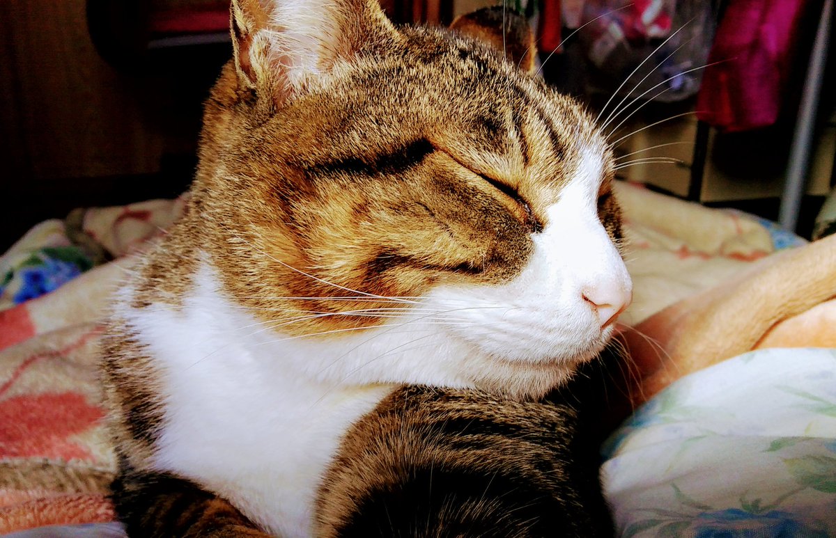 巨漢の猫が体に乗ってきて安眠できないため寝室からの締め出しを決行した時のお話に共感の嵐 ネコ頭いい Togetter