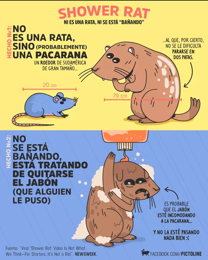 zaimayhelly's tweet photo. @QueImportaTV  el video que están transmitiendo sobre el roedor bañándose es #indignante y no es una rata, es una #pacarana y está sufriendo, eso es #MaltratoAnimal https://t.co/KfUBI5CPUO