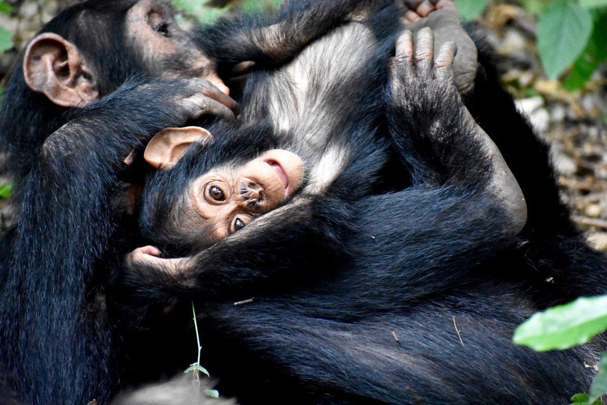 KrisSabbi's tweet photo. This is a photograph of a tiny #chimpfant having the time of her life as she's tickled by her big sister. 

#fieldwork #fieldplay #carefree #chimpanzee https://t.co/CHxVC7KKAF