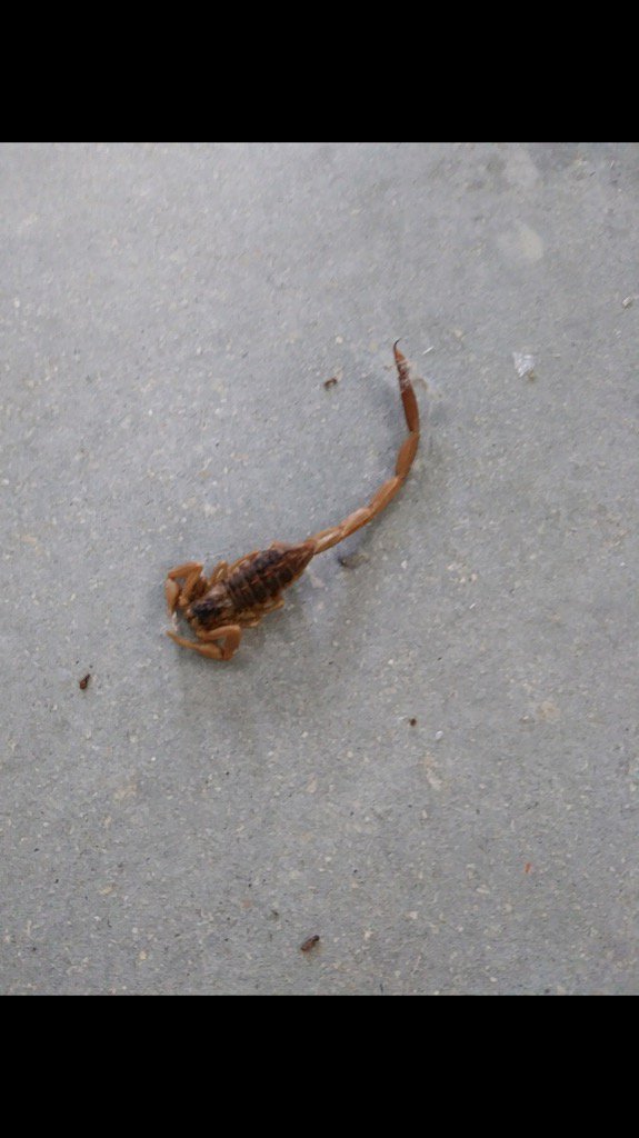 NBPinnaclepest's tweet photo. Spring is coming and the scorpions are not far behind. Pinnacle Pest Defense (830)302-3050 https://t.co/Cyt96BONWv