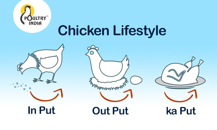 PoultryIndia15's tweet image. Chicken&apos;s lifestyle :D

#chickenhumor