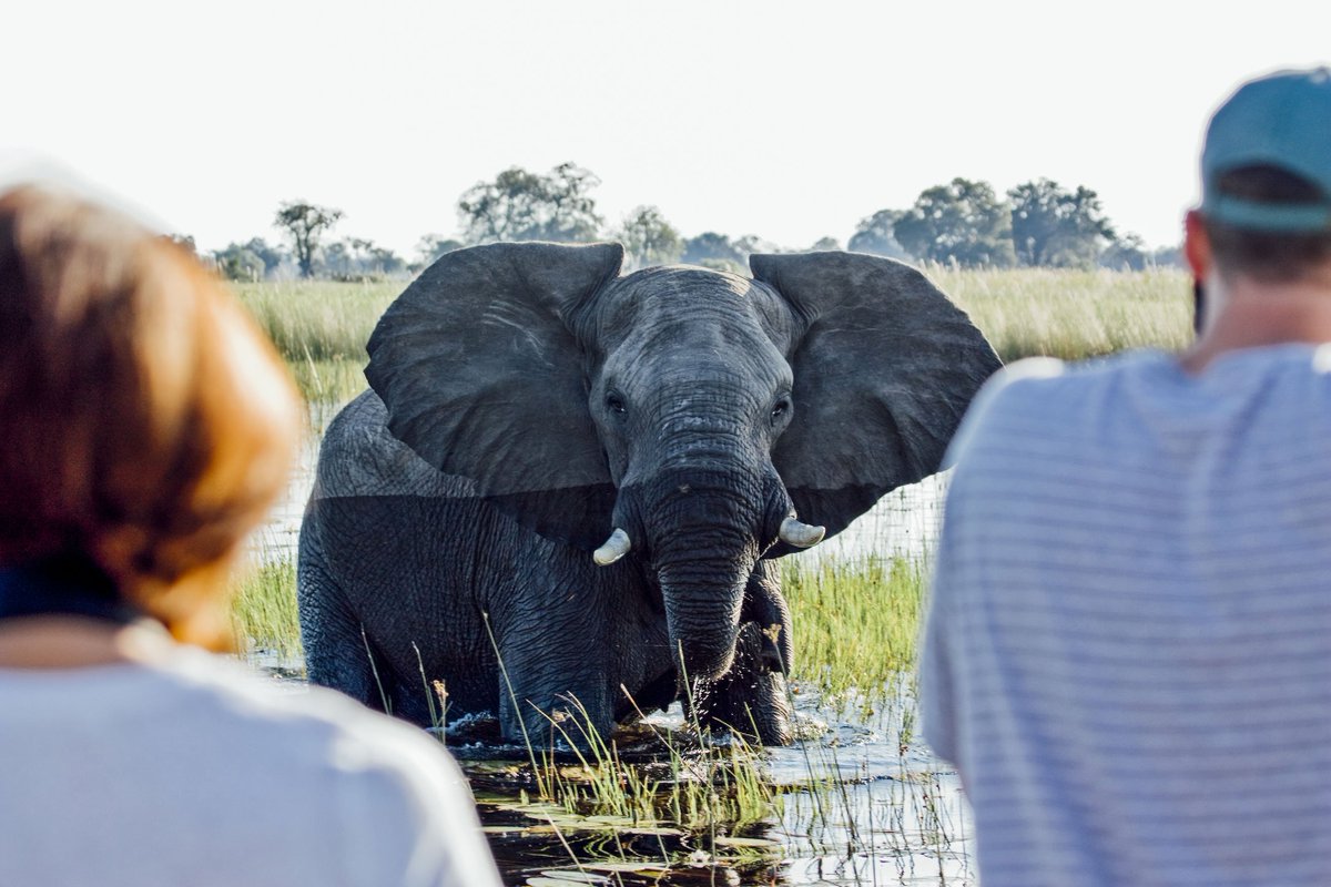 forthandwonder's tweet photo. Botswana is home to Africa’s largest elephant population with more than 130,000 roaming the country. See them wade through the flooded plains of the Okavango Delta. https://t.co/XdmCZXcOXk #botswana #forthandwonder https://t.co/EMKd67afKr