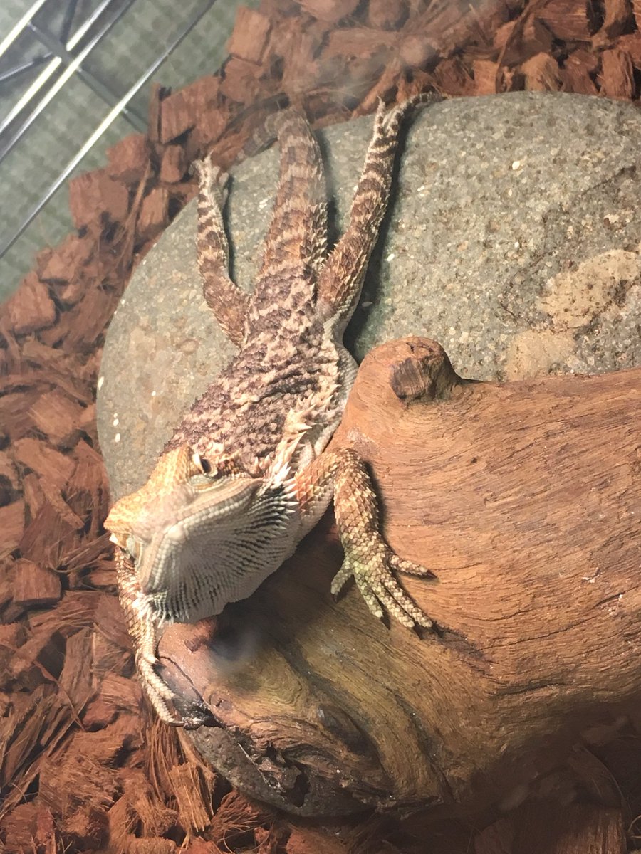 プールはビート板タイプのトカゲ笑笑

#フトアゴヒゲトカゲ
#爬虫類