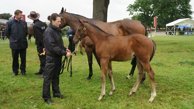 YortonFarm's tweet photo. 3/3 Celebrating Universal's 1st winner-here's the next generation of potential winners #Universalappeal #sonofdubawi #breedbritish #under3k @rpbloodstock https://t.co/zVKusH9998