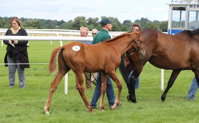 YortonFarm's tweet photo. 3/3 Celebrating Universal's 1st winner-here's the next generation of potential winners #Universalappeal #sonofdubawi #breedbritish #under3k @rpbloodstock https://t.co/zVKusH9998