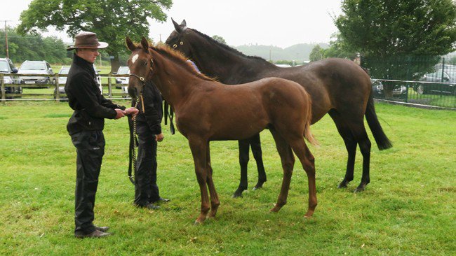 YortonFarm's tweet photo. 3/3 Celebrating Universal's 1st winner-here's the next generation of potential winners #Universalappeal #sonofdubawi #breedbritish #under3k @rpbloodstock https://t.co/zVKusH9998