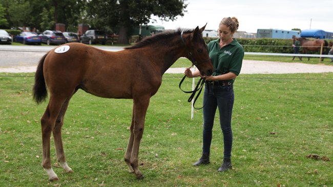 YortonFarm's tweet photo. 3/3 Celebrating Universal's 1st winner-here's the next generation of potential winners #Universalappeal #sonofdubawi #breedbritish #under3k @rpbloodstock https://t.co/zVKusH9998