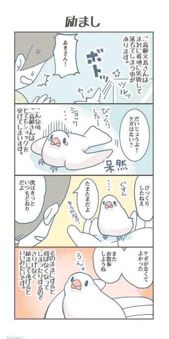 ご高齢さんは特に励ましがたいせつな気がしています#buncho #javasparrow #文鳥 