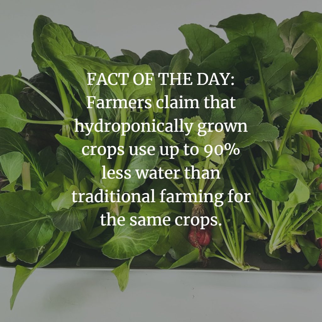 DCHydro's tweet photo. #hydroponics #moderngrowing #urbangardening #indoorgarden #modernfarmer #urbanfarming #indoorgardening #urbangarden #horticulture #agriculture #cultivation #cultivate #growfood #urbanagriculture #growyourown #gardening #aquaponics #growroom #greenhouse #sustainability #garden https://t.co/GXtG3DYU8P