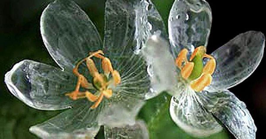 Diphylleia grayi, una flor que se convierte en "cristal" bajo la lluvia.