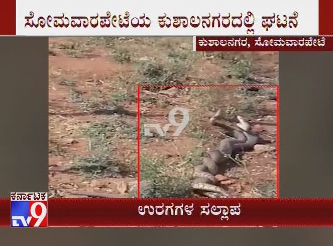 tv9kannada's tweet photo. Rare Glimpse of Snakes Mating in Kodagu Video Goes Viral
Click Here ► https://t.co/iTaCLBqIea
#RareVideo #SnakeMating #ViralVideo #SnakeMatingVideo #SnakeMatingCaughtOnCam #Kodagu #Somavarapet #KushalnagaraMarket #SnakesMatingSeason #TV9Live #TV9Kannada https://t.co/dBK4kCWdAj
