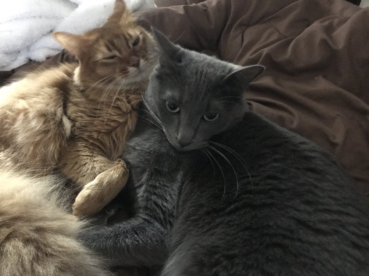 巨漢の猫が体に乗ってきて安眠できないため寝室からの締め出しを決行した時のお話に共感の嵐 ネコ頭いい Togetter