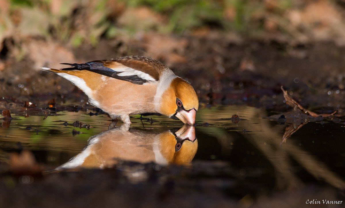 1cogs's tweet photo. Hawfinch having a drink #photography #canon #sigma #nature #bird #ukbird #birdwatching #driinking #hawfinch #reflection #water #instagood #instagram #instabeauty #bestinstagram #pod #picoftheday https://t.co/7TuujlLvax