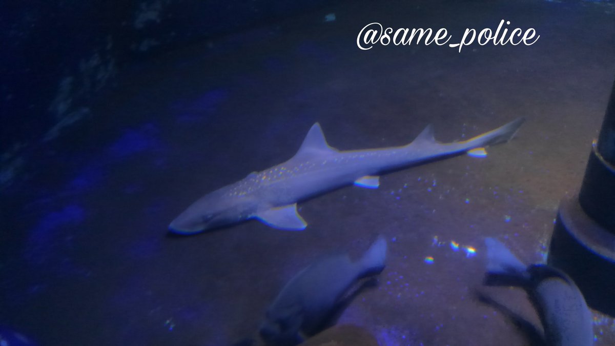 水族館のサメbot ホシザメ 伊勢シーパラダイス 三重県 17 1 9 メジロザメ目ドチザメ科ホシザメ属 T Co Nx6iqqqtrw