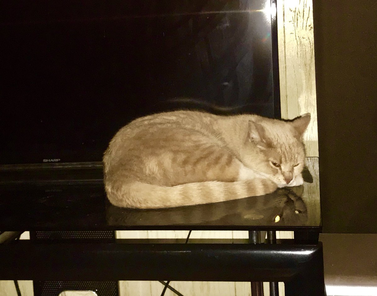 AshLinxKitty's tweet photo. Just my bro Mitzu taking a nap.... #catsoftwitter #catsofinstagram #catuesday #cats https://t.co/J7eS9uoom7