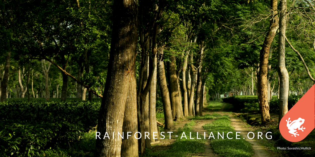 RnfrstAlliance's tweet photo. Trees know how to stay connected. Shouldn't we? We're #StrongerTogether: https://t.co/N0TZjMRXma #StrongForests https://t.co/tQT2yVSO0p