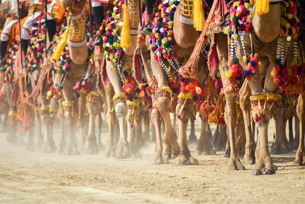 my_rajasthan's tweet photo. Marching with glory and royalty.
A majestic show of #CamelParade was exhibited in the ongoing #Jaisalmer #DesertFestival. The atmosphere created by the display of showmanship by camels and their riders was exhilarating.
https://t.co/JDCEKH4EAx
#MyRajasthan #DesertFestival https://t.co/3IdrG3YxCf