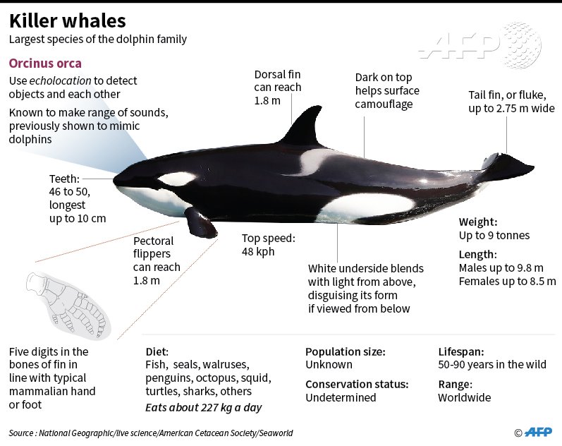 AFPgraphics on Twitter: "Researchers teach killer whales to mimic human