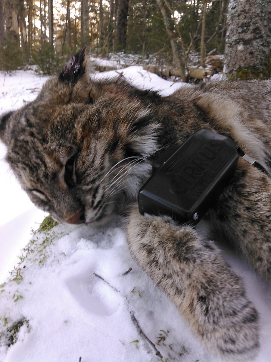 WMOMedia's tweet photo. The Hunt never ends! I think I got a Cirrus Wind Indicator with "catnip", lol. #predatorhunting #mainebobcat #cirrusoutdoors #CirrusWindIndicator #dontjustplaythewindKNOWTHEWIND #HuntCirrus #cirrus #KnowTheWind https://t.co/RTbf3gJOda