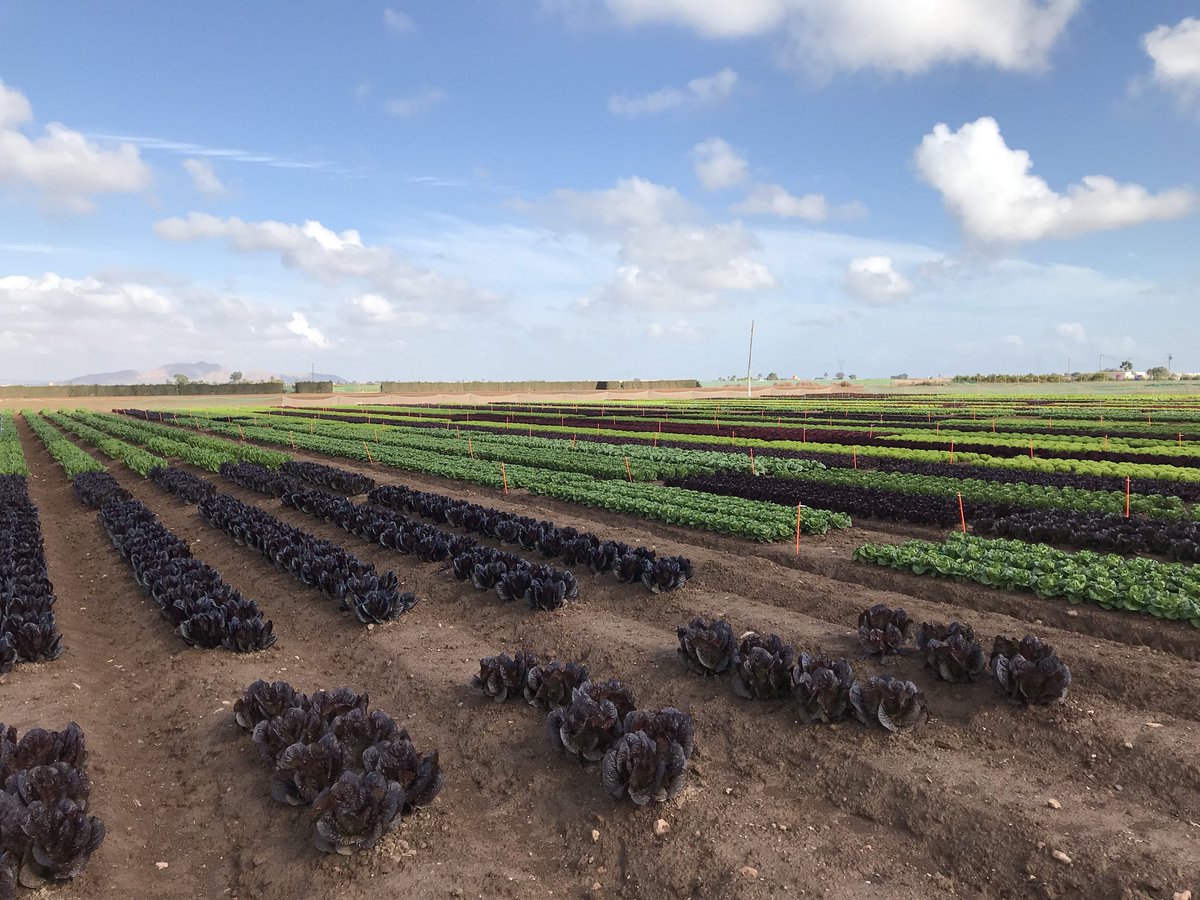 Field trials of Rijk Zwaan in Spain. Thanks for everything dear friends!