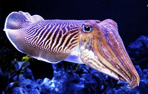 robertscottmk's tweet photo. Does Aquatic Life Fascinate You? Know More about Marine Life in Cayman: https://t.co/PrV1QKaXK3
#caymansubmarine #caymantour https://t.co/jUzjZy4FNg