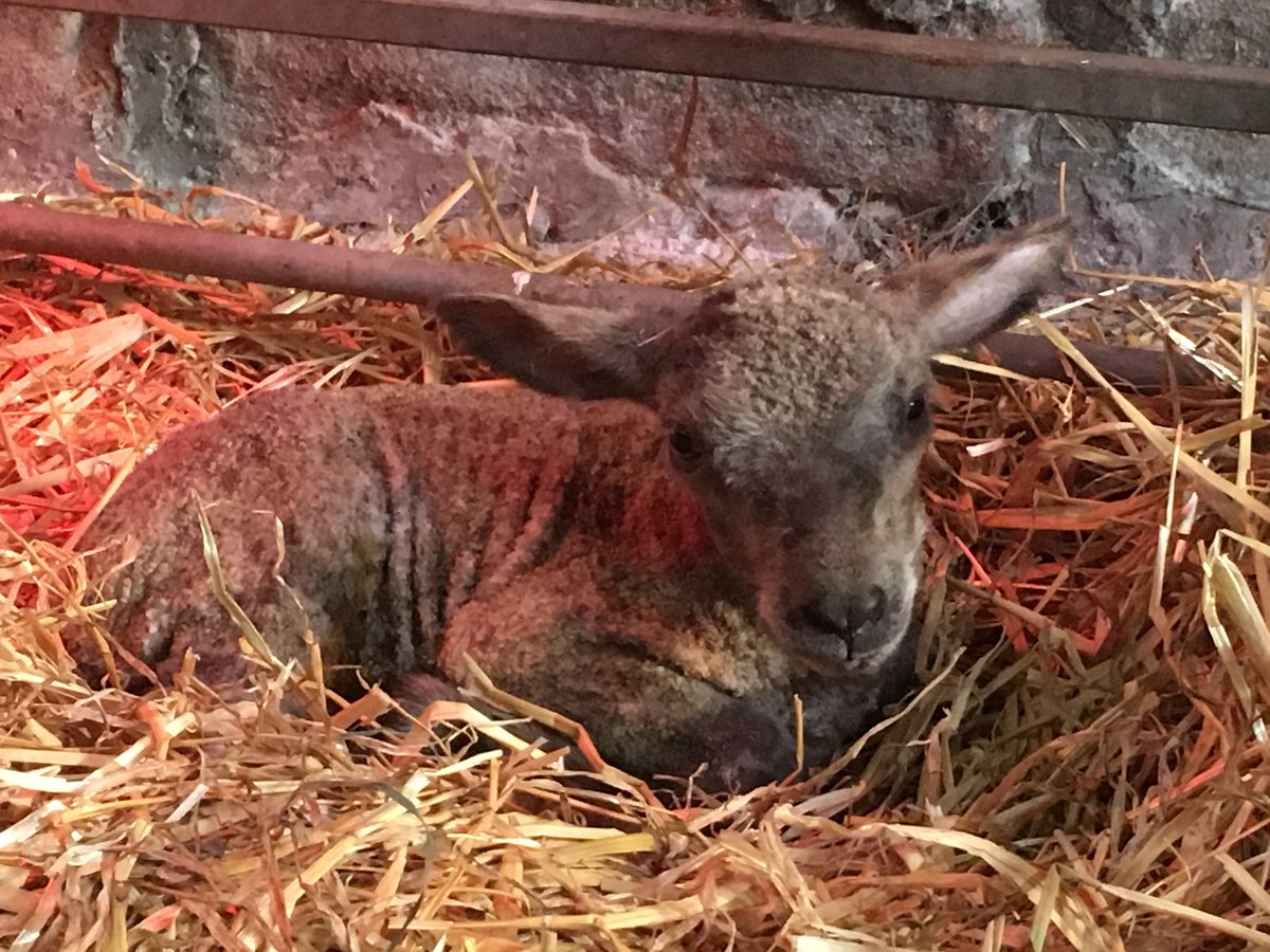 Some of the early lambs from this week so far. #addtexelvalue #derbyshireis #sufdumaine