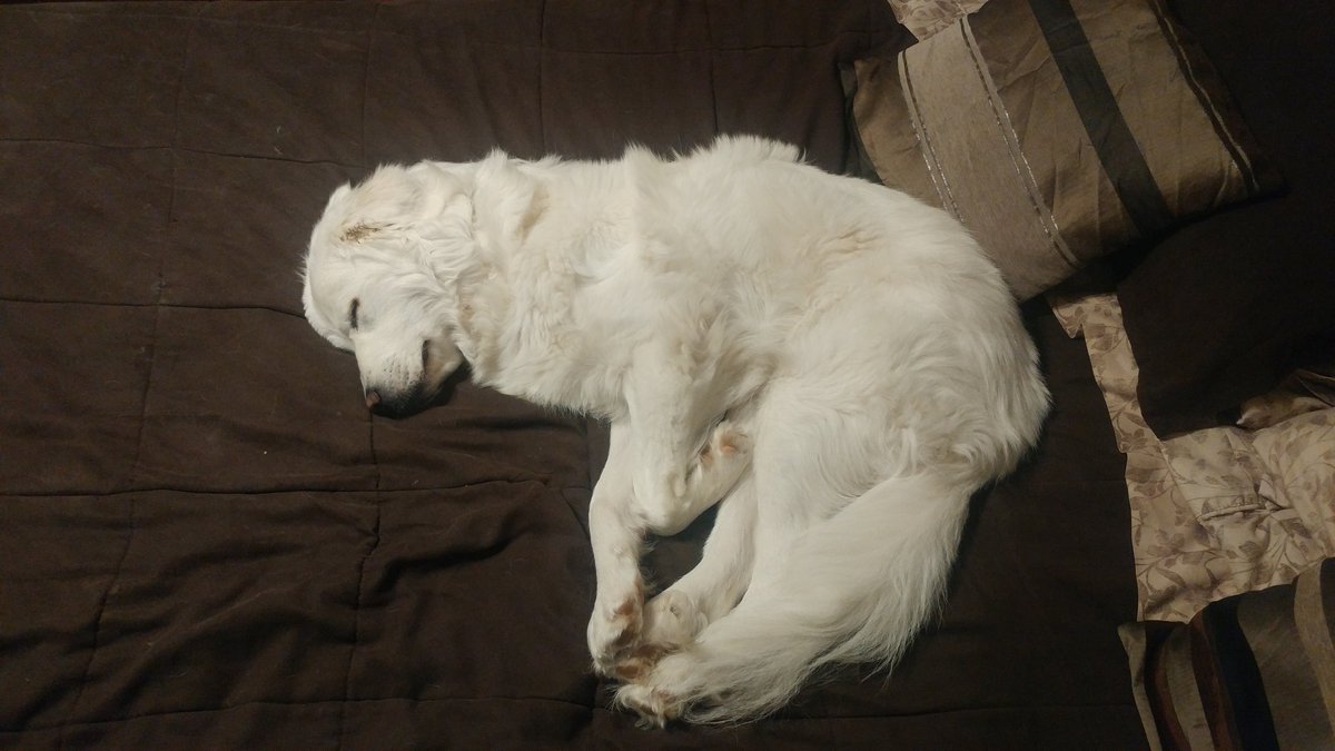 1 rt = 1 pet... Don't leave her hanging #BellLetsTalk