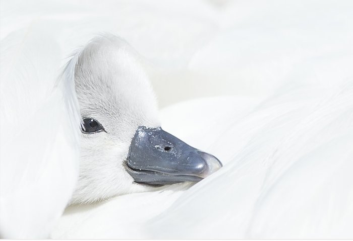 val_fina's tweet photo. https://t.co/3UtCyYvAuY

La amistad a un amigo. ° 

Tu llevas la belleza dentro de tú alma, tú sensibilidad, tú mayor virtud. ° 

Bienvenida Fiona. @fionasoul.

📷 Stefano Ronchi. 

°  ○ https://t.co/dPkPrWSqlW