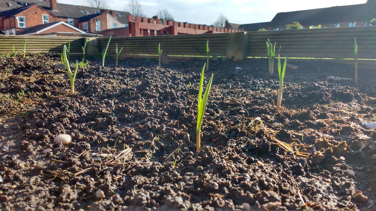 GrowHistory's tweet photo. Garlic planted in November 2017 @ashianacp for @GrowHistory. If you'd like to join us for gardening activities or you're interested in collecting oral history interviews with gardeners in Birmingham, email growinghistories@gmail.com or contact us through https://t.co/tqVMydYyGm https://t.co/jTCnqUzsrf