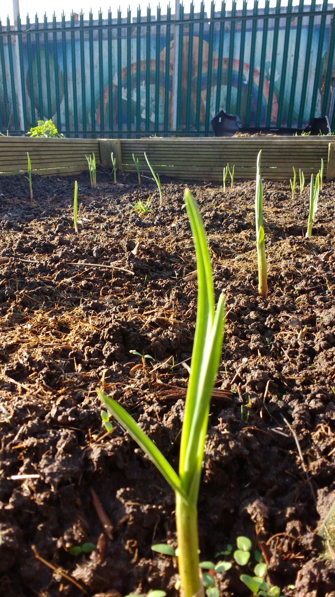 GrowHistory's tweet photo. Garlic planted in November 2017 @ashianacp for @GrowHistory. If you'd like to join us for gardening activities or you're interested in collecting oral history interviews with gardeners in Birmingham, email growinghistories@gmail.com or contact us through https://t.co/tqVMydYyGm https://t.co/jTCnqUzsrf