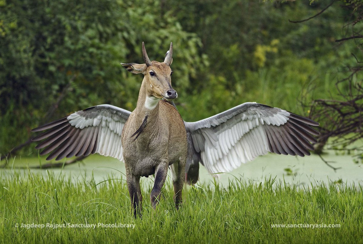 SanctuaryAsia's tweet photo. As a Sarus #Crane spreads its wings behind a #nilgai, the winged horse of Greek mythology comes to mind--Pegasus! https://t.co/eZs80nvasR
