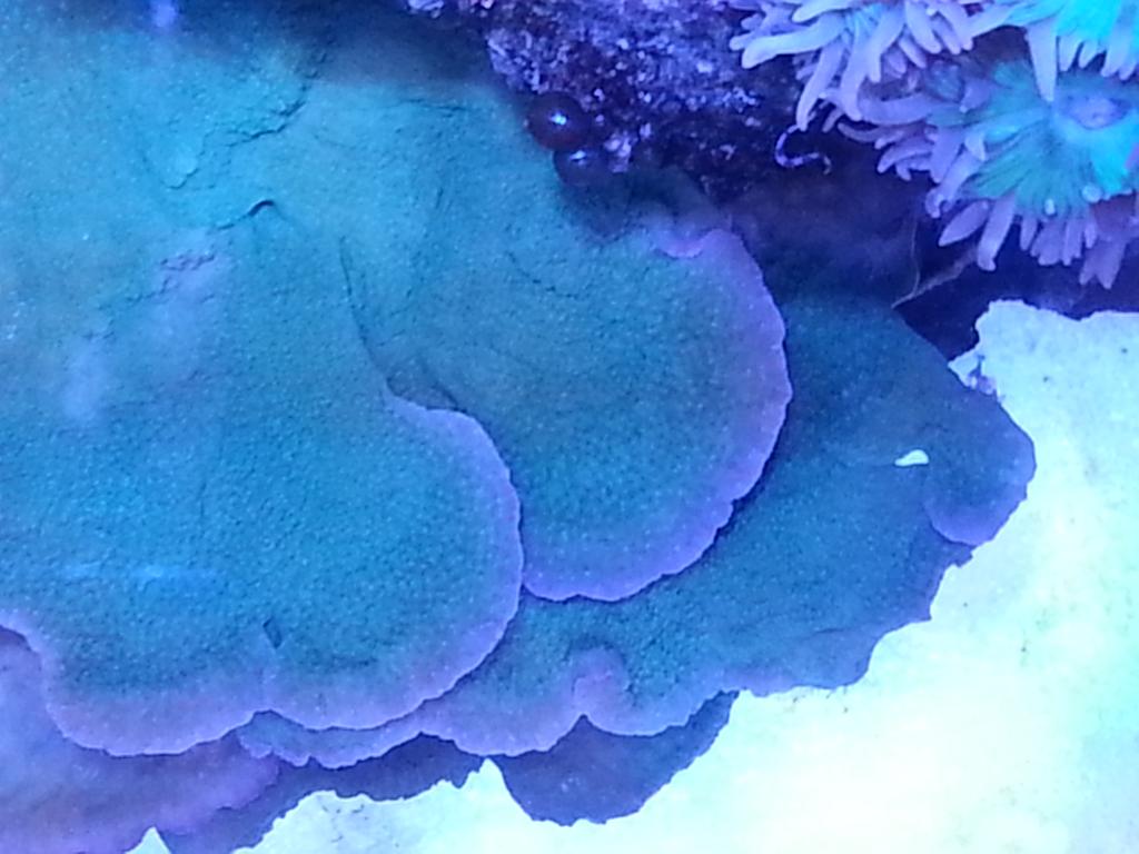 #picoftheday our #platingmontipora from our #display #tank it's been in there just over a #year
