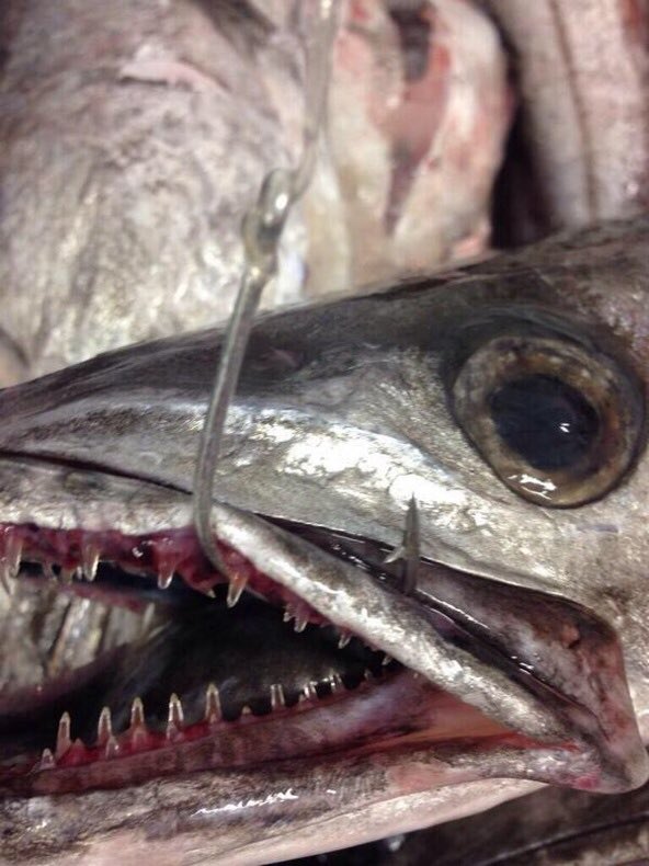 NewlynFishing's tweet photo. Be ‘Snappy’ to get Yourself ‘Hooked’ one these Overnight Delivered @MSCintheUK Sustainable #CornishHAKE at Your Local #Fishmonger #Fryer #FishRestaurant #EarMore HAKE #shoplocal @NFFF_UK @FishNChipAwards https://t.co/A0HwbVK6Mz