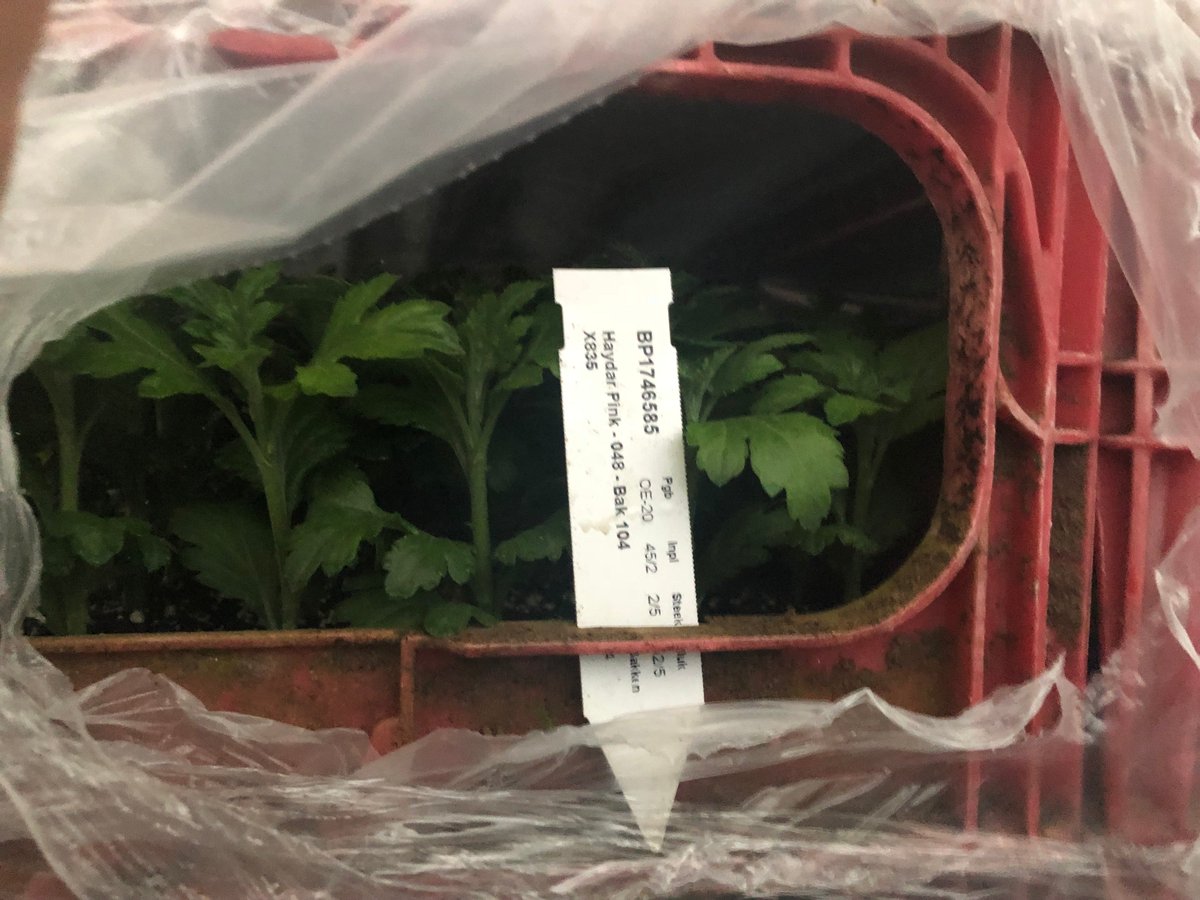 _RiverFlowers's tweet photo. De eerste Haydar Pink stek zijn binnen.
Deze worden vandaag geplant.
Wij gaan deze oogsten eind week 13.

Wie o wie wordt de eerst koper. 
De eerste koper krijgt wat leuks. https://t.co/U4esy7utuz