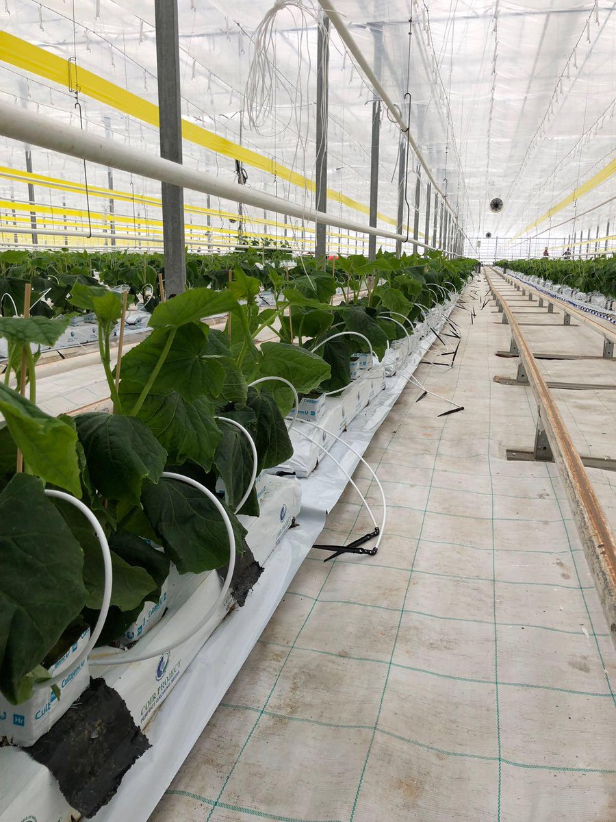 Šogad gurķi iestādīti par divām nedēļām ātrāk! Ceram pirmo gurķi sagaidīt marta sākumā!