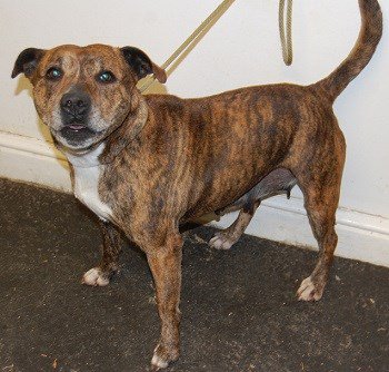 Do you know who this lovely staffie belongs to? Found in #Swaffham &amp; brought to us last Sunday - chipped but the details are not correct. If you can help us find the owner please call 01362 858500. #lostdog