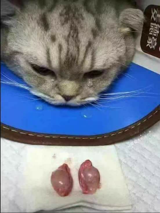 Amber Nature tweet media