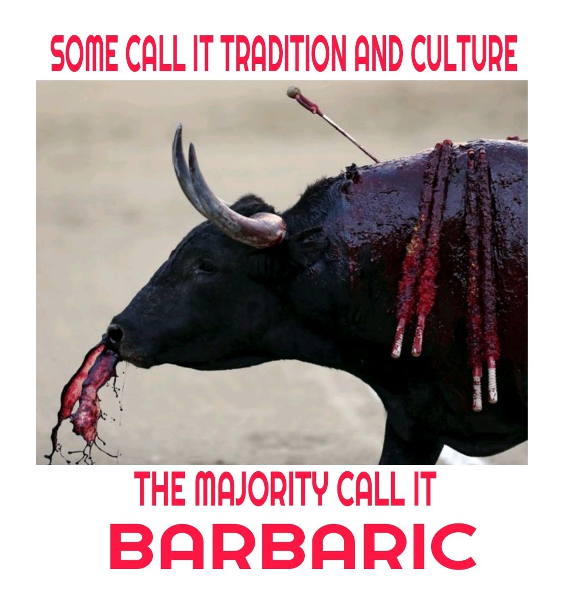 #ThoughtForTheDay

The time has long passed since bullfighting  SHOULD have been destined to the sordid annuls of history.

RT if you want a GLOBAL ban on #bullfighting.

#ThereIsNoExcuseForAnimalAbuse EVER!! 🐃
